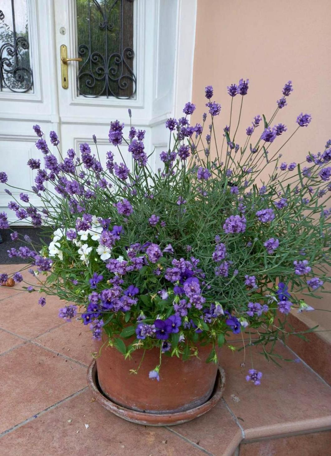 Villa Milada Portorož Extérieur photo